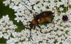 Stictoleptura rubra